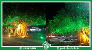 درختان میدان امام (ره ) نور پردازی شد